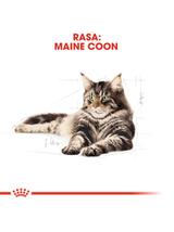 ROYAL CANIN Maine Coon Adult 4kg karma sucha dla kotów dorosłych rasy maine coon