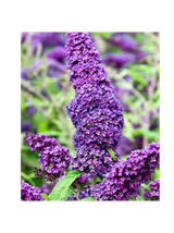 Budleja Dawida - Buddleja davidii 'Ile de France'