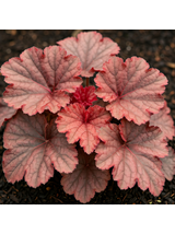 Żurawka - Heuchera 'Forever Red'