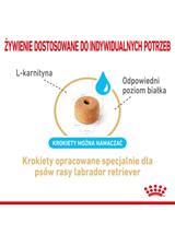 ROYAL CANIN Labrador Retriever Adult 5+ 12kg karma sucha dla psów dorosłych rasy Labrador Retriever, powyżej 5 roku życia