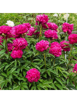 Piwonia chińska - Paeonia lactiflora 'Big Ben'