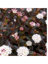 Pęcherznica kalinolistna - Physocarpus opulifolius 'Diabolo' (R)