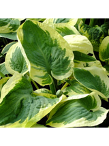 Funkia - Hosta 'Snow Cup'