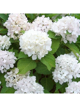 Hortensja ogrodowa - Hydrangea macrophylla 'Soeur Thérèse'