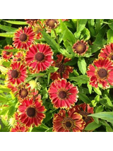 Dzielżan ogrodowy - Helenium x hybridum 'Bandera'