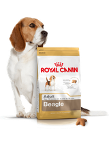 ROYAL CANIN Beagle Adult 12kg karma sucha dla psów dorosłych rasy beagle + niespodzianka dla psa GRATIS!