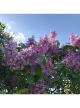 Lilak pospolity - Syringa vulgaris 'Nadezhda'