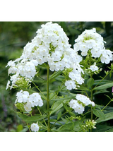 Floks wiechowaty - Phlox paniculata 'David'