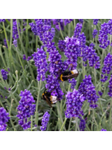 Lawenda wąskolistna - Lavandula angustifolia 'Hidcote Blue'
