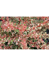 Berberys Thunberga - Berberis thunbergii  'Starburst'(R)