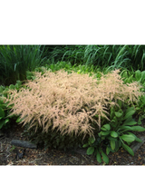 Tawułka pojedynczolistna - Astilbe simplicifolia 'Sprite'