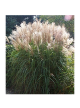 Miskant chiński- Miscanthus sinensis 'Graziella'