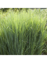 Proso rózgowate - Panicum virgatum 'Northwind'