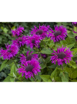 Pysznogłówka - Monarda hybrida 'Bee-Free'