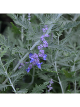 Perovskia atriplicifolia - Perowskia łobodolistna 'Russian Sage'