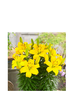 Lilia - Lilium 'Ilse Yellow'