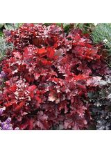 Żurawka - Heuchera 'Forever Red'