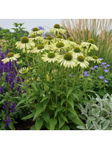 Jeżówka purpurowa - Echinacea purpurea 'Green Jewel'