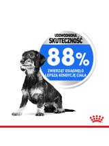 ROYAL CANIN CCN Mini Light Weight Care 3kg karma sucha dla psów dorosłych, ras małych z tendencją do nadwagi