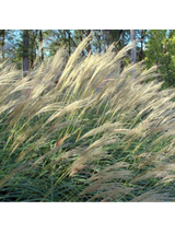 Miskant chiński- Miscanthus sinensis 'Herman Mussel'