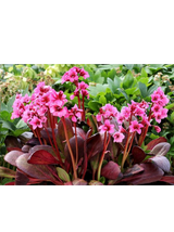 Bergenia x hybrida 'Flirt'