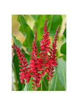 Rdest himalajski - Persicaria amplexicaulis 'Ample Vibrant Red'
