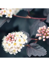 Pęcherznica kalinolistna - Physocarpus opulifolius 'Diable D'or'