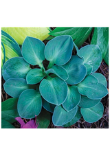 Funkia - Hosta 'Blue Mouse Ears'