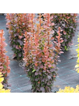 Berberys Thunberga - Berberis thunbergii 'Dariusz'(R)