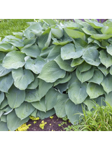 Funkia - Hosta 'Big Daddy'