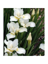 Kosaciec syberyjski - Iris sibirica 'Weiss'