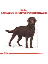ROYAL CANIN Labrador Retriever Sterilised Adult 12kg karma sucha dla psów dorosłych, rasy labrador retriever, sterylizowanych