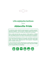 Lilia Abbeville Pride pomarańczowa 1 szt.