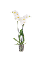 Storczyk Extra (Phalaenopsis) 2 pędy biały d12