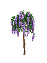 Glicynia chińska - Wisteria sinensis