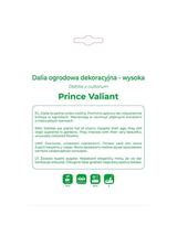 Dalia Prince Valiant czerwono-biała 1szt.