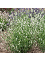 Lawenda pośrednia -  Lavandula x intermedia 'Exceptional'