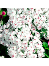Floks szydlasty - Phlox subulata 'Amazing Grace'