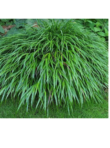 Hakonechloa smukła - Hakonechloa macra 'Greenhills'