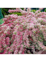 Krzewuszka cudowna - Weigela florida 'Nana Variegata'