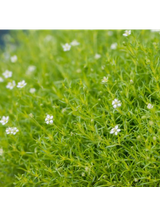 Karmnik ościsty - Sagina subulata 'Aurea'