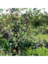 Świdośliwa olcholistna - Amelanchier alnifolia 'Smoky'