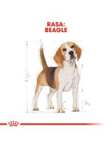 ROYAL CANIN Beagle Adult 3kg karma sucha dla psów dorosłych rasy beagle