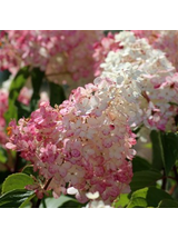 Hortensja bukietowa - Hydrangea paniculata 'Pinky Winky'(R)