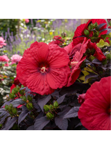 Hibiskus bylinowy ‘Summerific® Holy Grail'