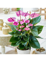 Anthurium różowe d12