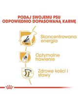 ROYAL CANIN Great Dane Adult 12kg karma sucha dla psów dorosłych rasy dog niemiecki  + niespodzianka dla psa GRATIS!