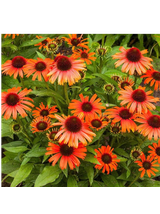Jeżówka purpurowa - Echinacea purpurea 'Skipper Orange'