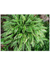 Funkia - Hosta 'Stiletto'
