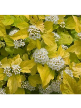 Pęcherznica kalinolistna  - Physocarpus opulifolius 'Dart's Gold'